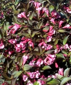 Wine & Roses® Weigela - Outdoors Or Bonsai - Hardy - Proven Winners - 4" Pot -Plant Sale Shop weigeliawine2 72736.1615344495