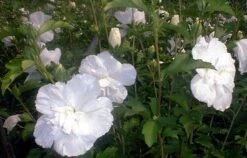 White Chiffon™ Hibiscus Syriacus 'Notwoodtwo' - Rose Of Sharon - Proven Winner -Plant Sale Shop white20chiffone284a220hibiscus2 13073.1615344488