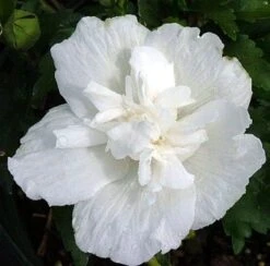 White Chiffon™ Hibiscus Syriacus 'Notwoodtwo' - Rose Of Sharon - Proven Winner -Plant Sale Shop white20chiffone284a220hibiscus3 00799.1615344488