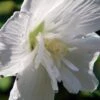 White Chiffon™ Hibiscus Syriacus 'Notwoodtwo' - Rose Of Sharon - Proven Winner