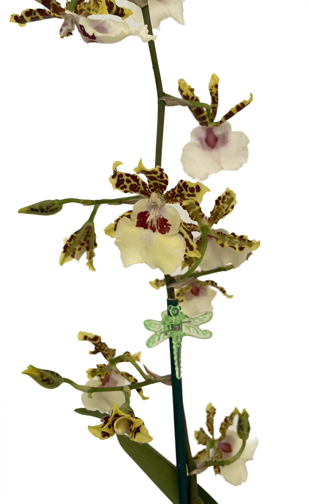 Wild Willie Pacific Bingo Orchid - Odontocidium - 4" Pot - Collector Orchids 1 Wild Willie Pacific Bingo Orchid - Odontocidium - 4" Pot - Collector Orchids