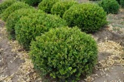 Winter Gem - Buxus - Grows In Sun Or Shade - 4" Pot -Plant Sale Shop wintergembuxus2 71387.1615344672