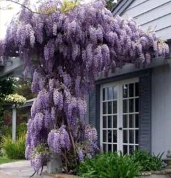 Amethyst Falls Wisteria Vine - 4" Pot -Plant Sale Shop wisteriaaf421 51200.1630674917