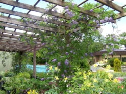 Amethyst Falls Wisteria Vine - 4" Pot -Plant Sale Shop wisteriaamethystfallshr5 27069.1630674917