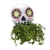 White And Yellow Sugar Skull Ceramic Planter With Live House Plant - 5 In X 4.5 In