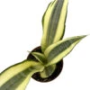 Sunrise Snake Plant - Sanseveria - 4" Pot - Easy House Plant