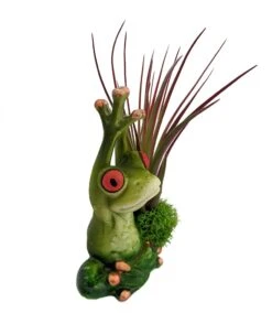 Plant Sale Shop 36 Yoga Frog Good Morning Hands Raised -Live Tillandsia Air Plant +Planter- 3" X 3"