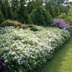 Yuki Snowflake™ - Deutzia - 4" Pot - Proven Winners