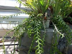 Zig Zag, Ric Rak, Fish Bone Cactus - Selenicereus - 6" Pot - Fragrant -Plant Sale Shop zigzag3 44622.1601315446