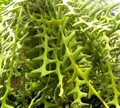 Zig Zag, Ric Rak, Fish Bone Cactus - Selenicereus - 6" Pot - Fragrant -Plant Sale Shop zigzag4 32171.1601315447